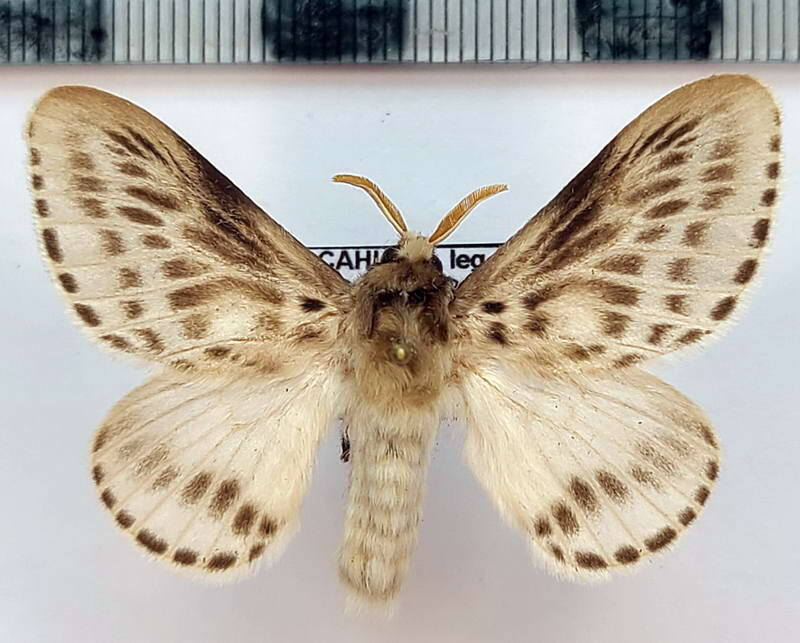 podalia_gamelia_m_eq-standard.jpg