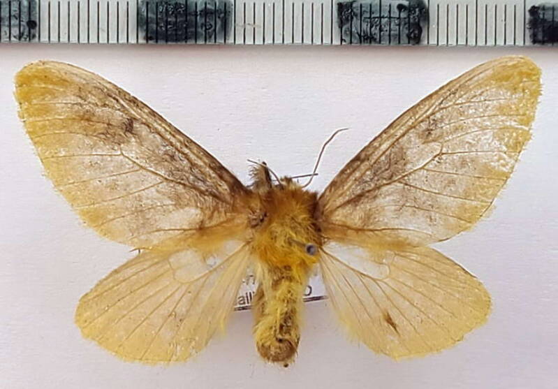 podalia_sp1057_eq-standard.jpg