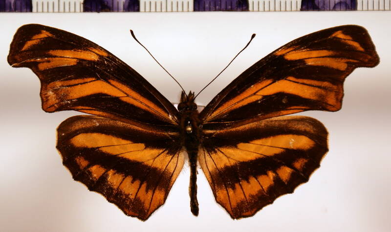 podotricha_euchroia_caucana-standard.jpg