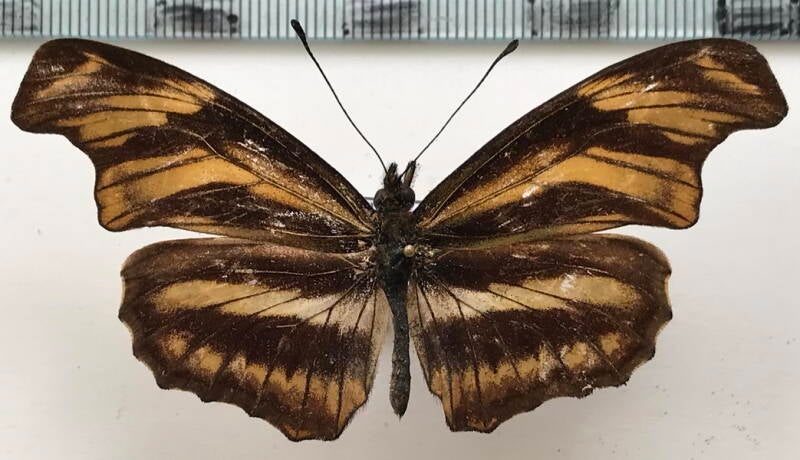 podotricha_euchrois_m02_eq-standard.jpg