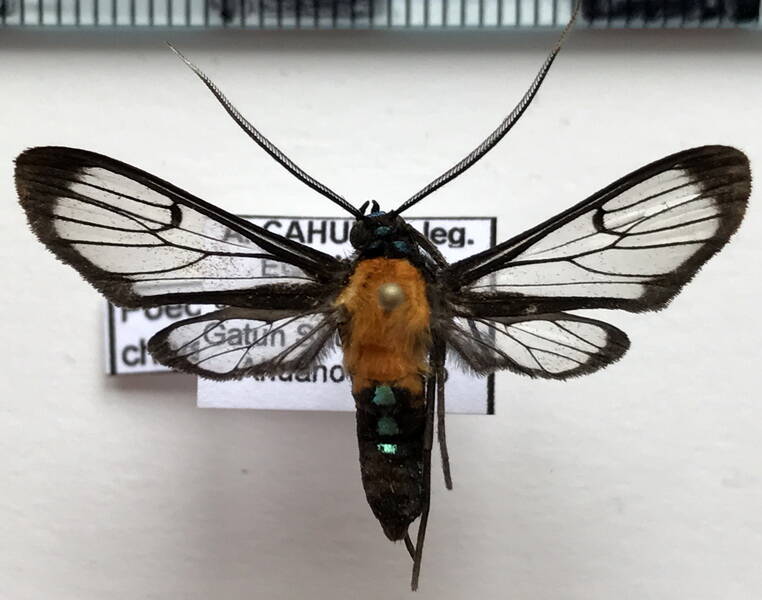 poecilocampa_chrysis_m_eq-standard.jpg