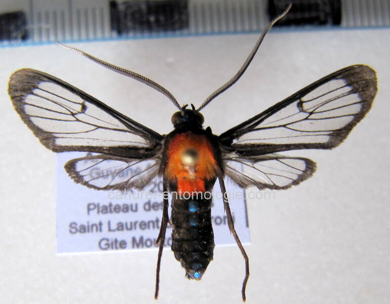 poecilosoma_chrysis02_gf-standard.jpg