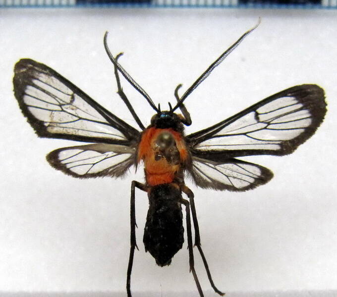 poecilosoma_chrysis_bol-standard.jpg