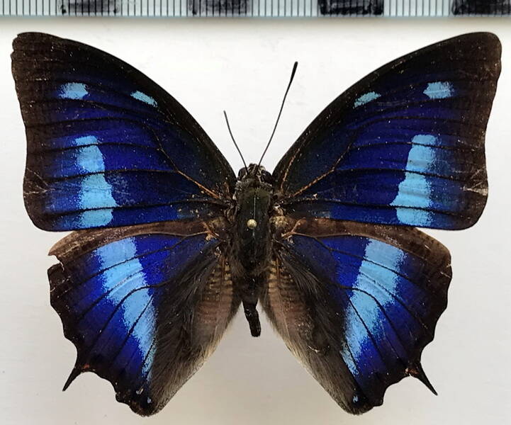 polygrapha_cyanea_cyanea_m_eq-standard.jpg