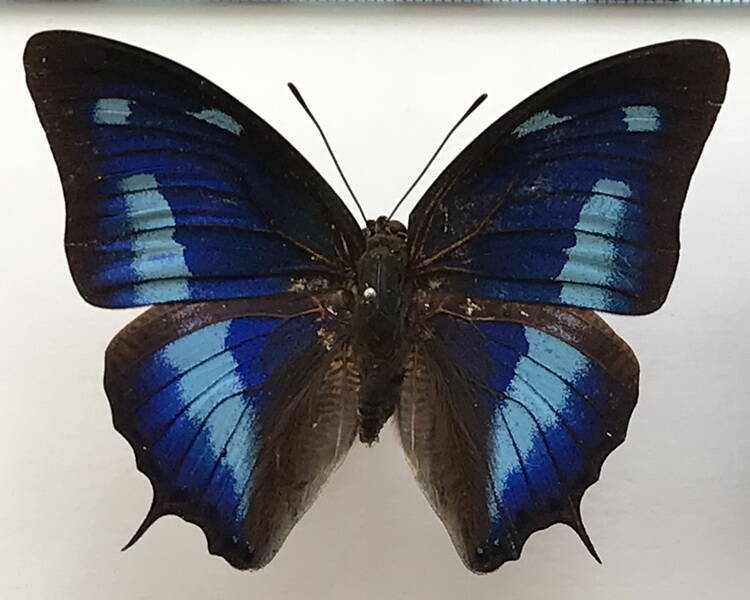 polygrapha_cyanea_m01_perou-standard.jpg