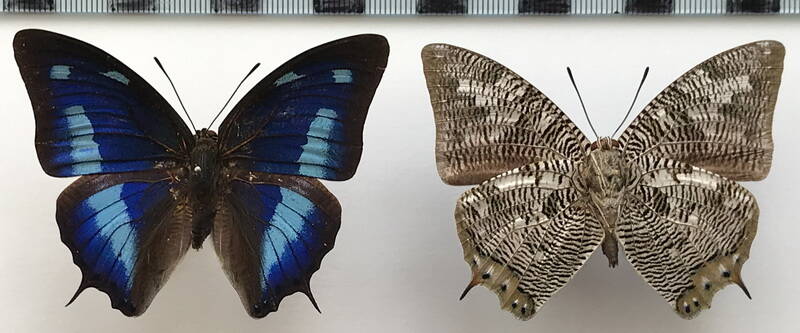 polygrapha_cyanea_m_perou-standard.jpg