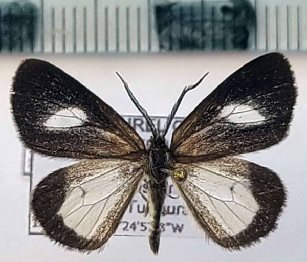 Polypoetes sp 1047 mâle Equateur