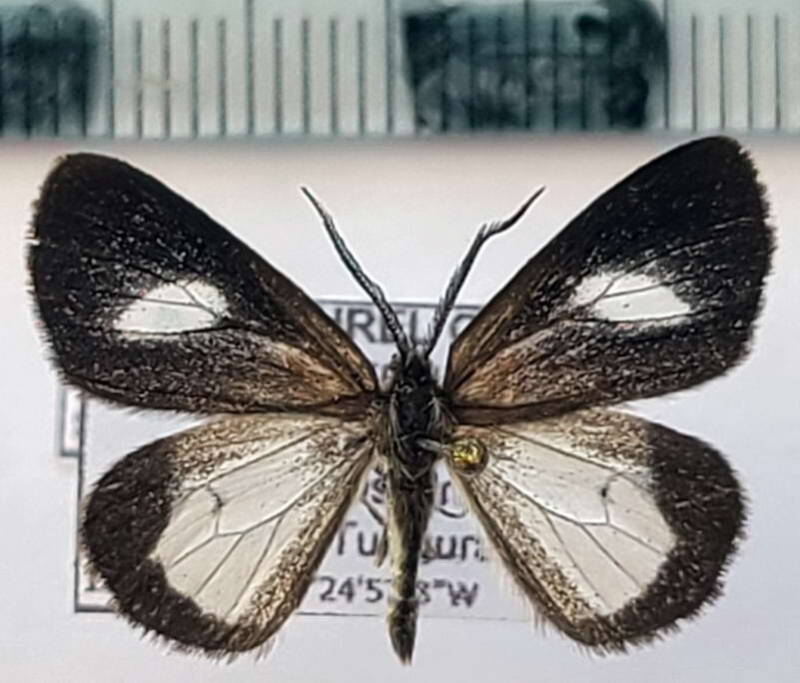 polypoetes_sp1047_m_eq-standard.jpg