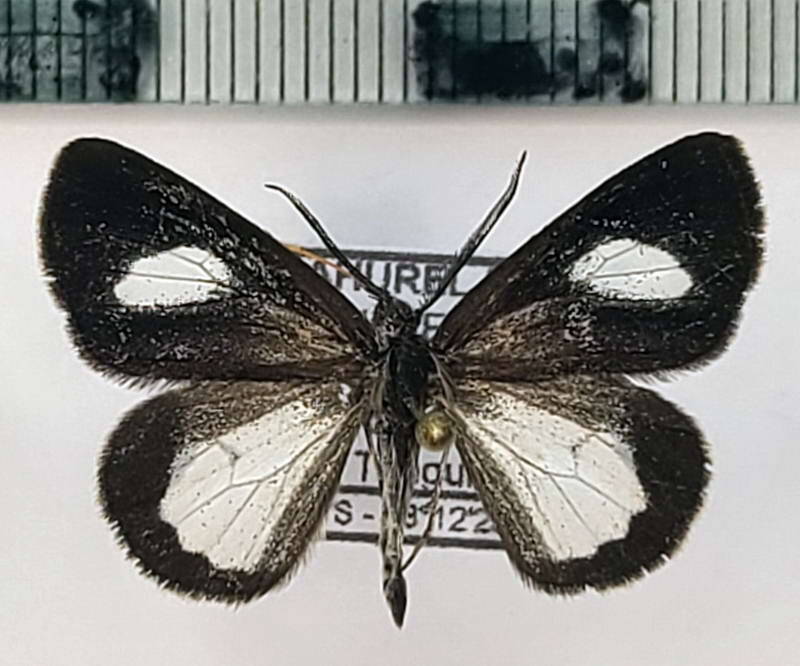 polypoetes_sp1070_m02_eq-standard.jpg