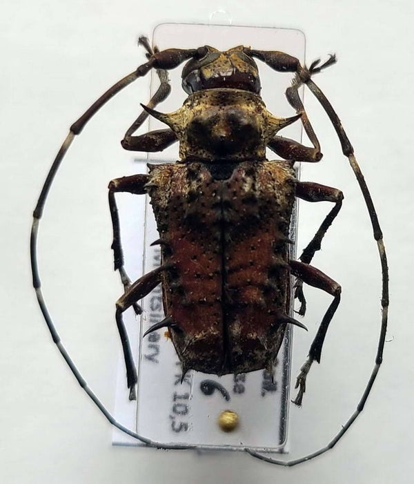 Polyraphis spinosa femelle Guyane française