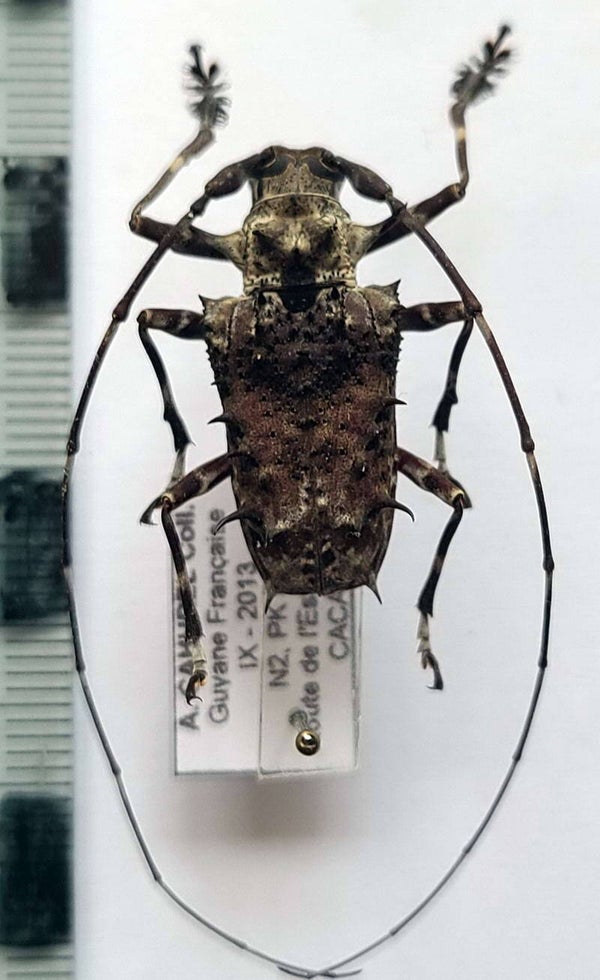 Polyraphis spinosa mâle Guyane française