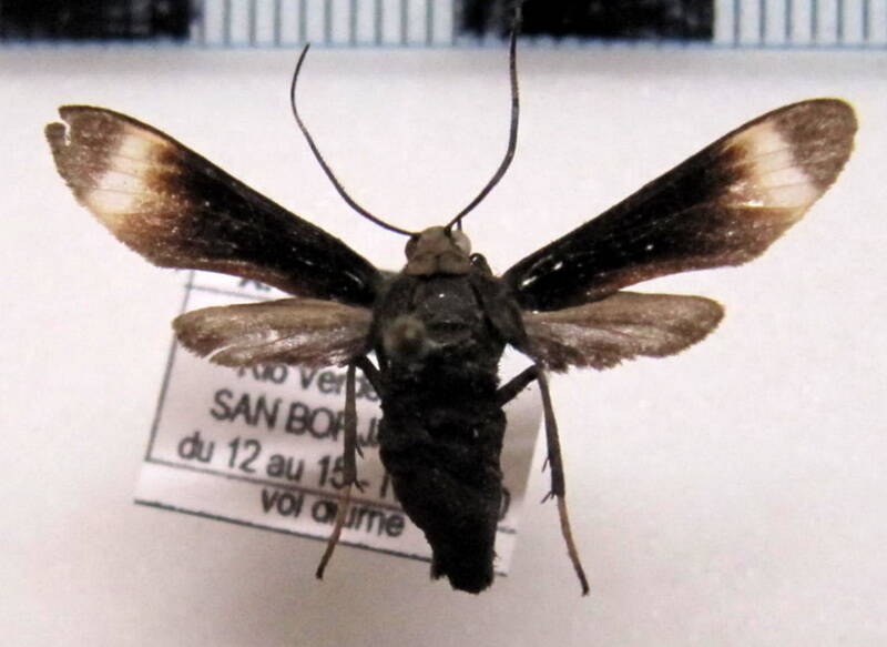 pompiliodes_sp02_bol-standard.jpg
