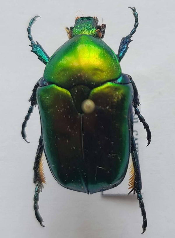 Potosia  affnis  Italie
