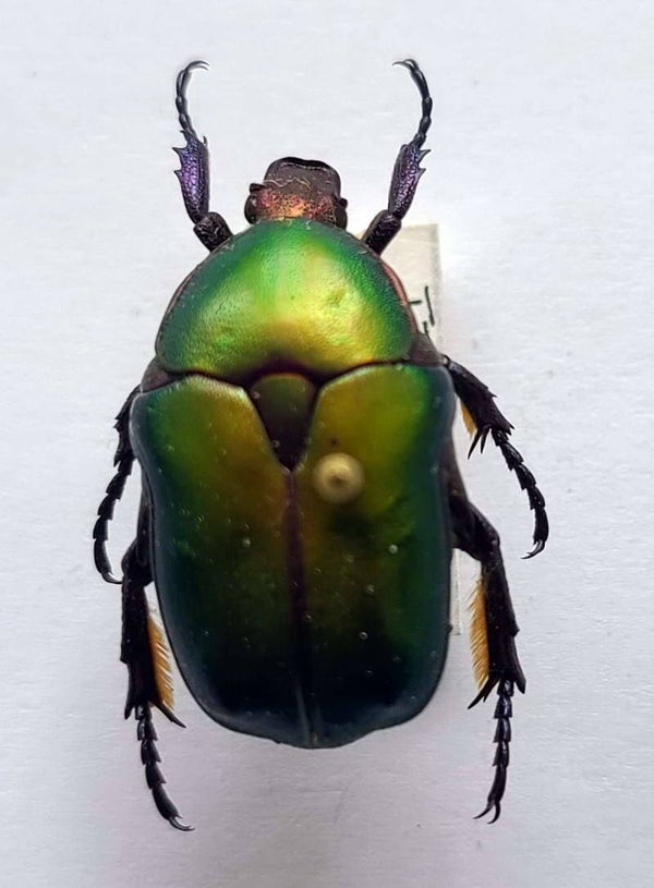 Potosia cuprea Italie