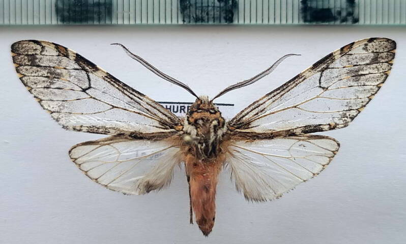 praeamastus_fulvizonata_m_Pérou
