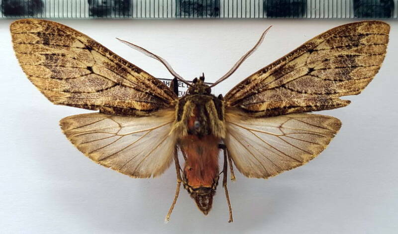 praeamastus_sp1103_m_eq-standard.jpg