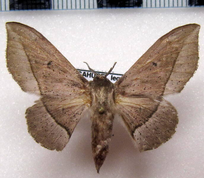 Procinnus_cahureli_f_Guyane fr