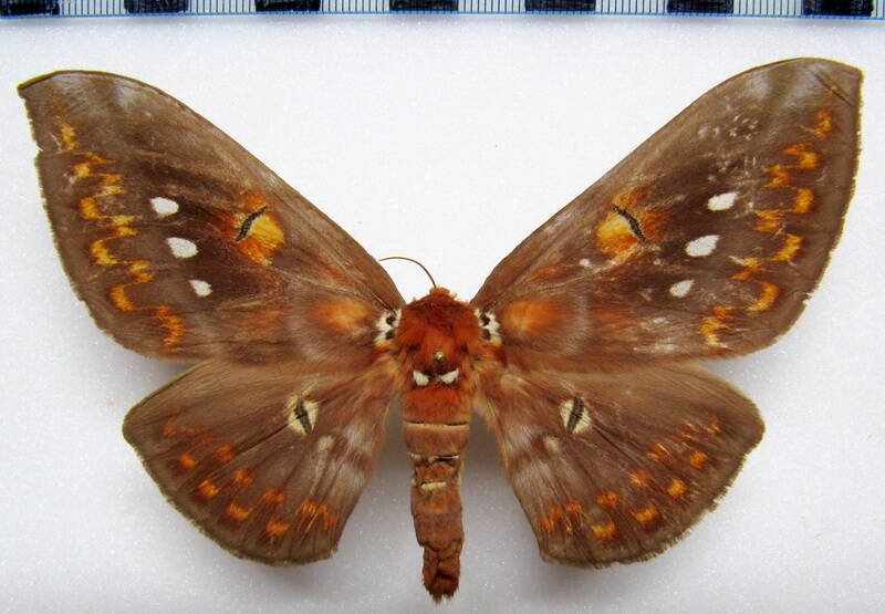 procitheronia_multifenestrata_gf_f-standard.jpg