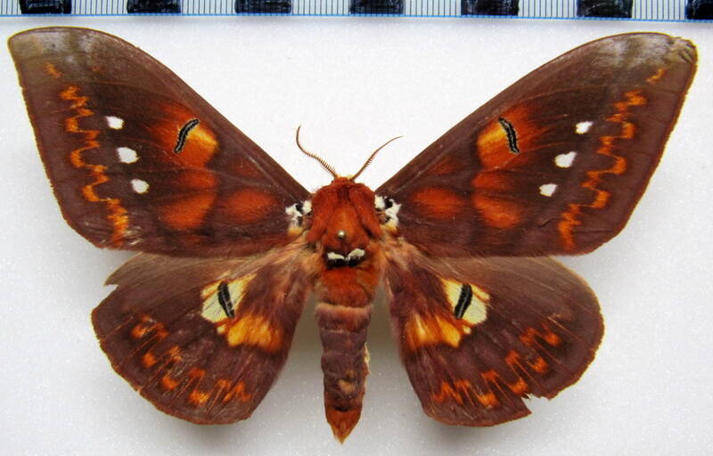 procitheronia_multifenestrata_gf_m-standard.jpg