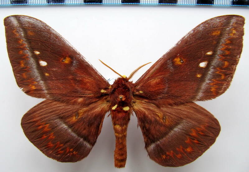 procitheronia_purpurea_bresil-standard.jpg