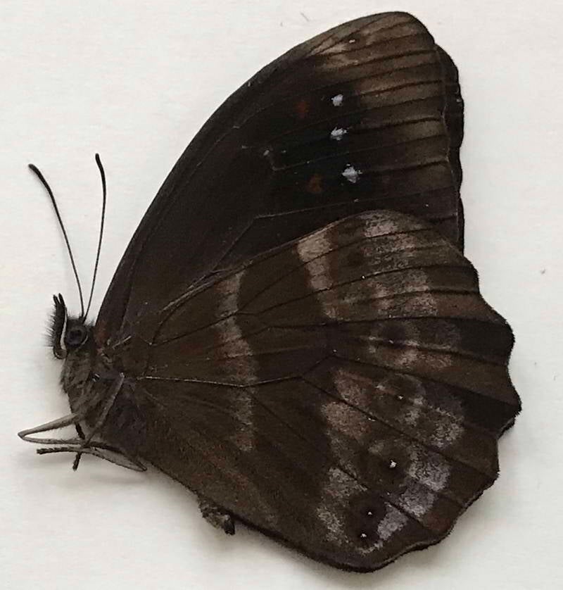 pronophila_cuchillaenis_m_venz-standard.jpg