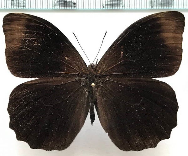 Pronophila orcus mâle A1- Equateur