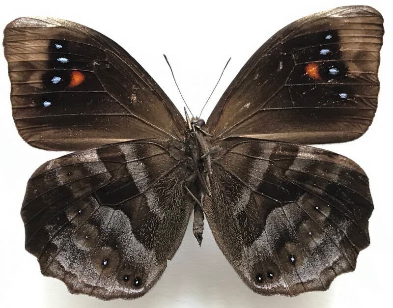 pronophila_orcus_m_eq_v-standard.jpg