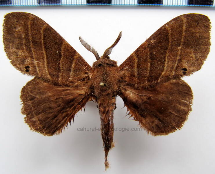 prorifrons_sp202_m_Equateur