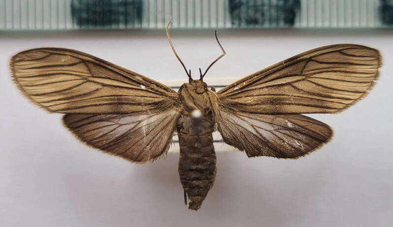 prosopidia_morosa_m_Bolivie