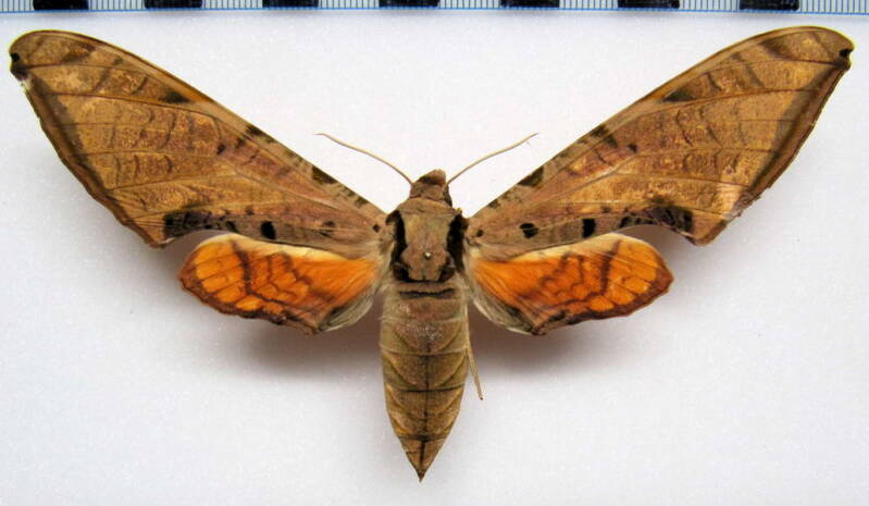 protambulyx_strigilis_gf_f-standard.jpg