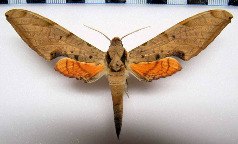 protambulyx_strigilis_gf_m-standard.jpg