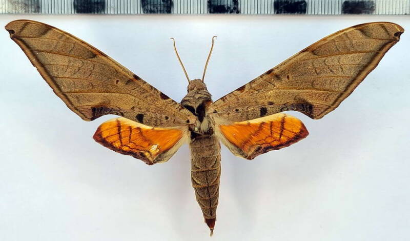 protambulyx_strigilis_m_per-standard.jpg