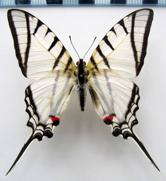 protesilaus_p-_protesilaus_m_Pérou