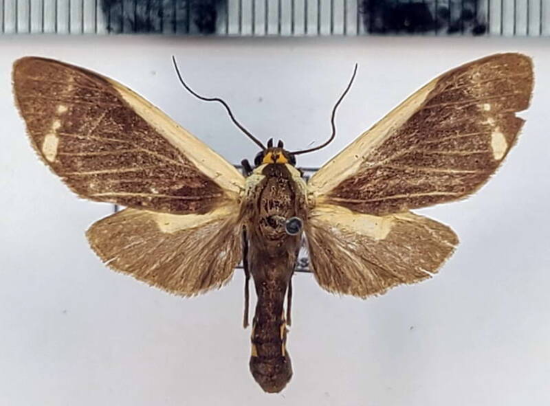 pryteria_nigroapicalis_m_gf-standard.jpg