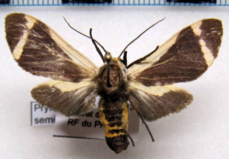 pryteria_semicostalis_gf-standard.jpg