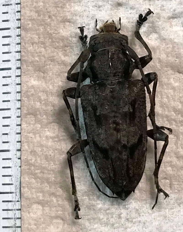 Psapharochrus sp   Equateur