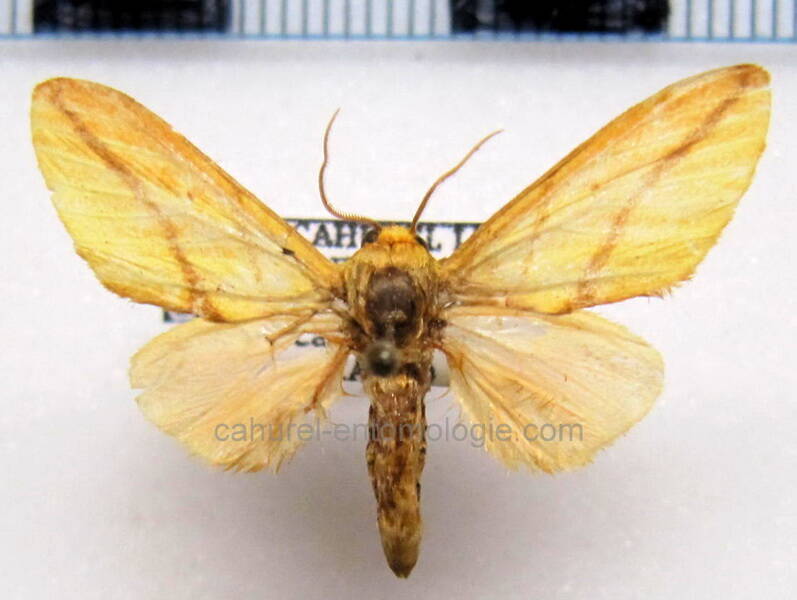 pseudalus_aurantiacus_m_gf-standard.jpg