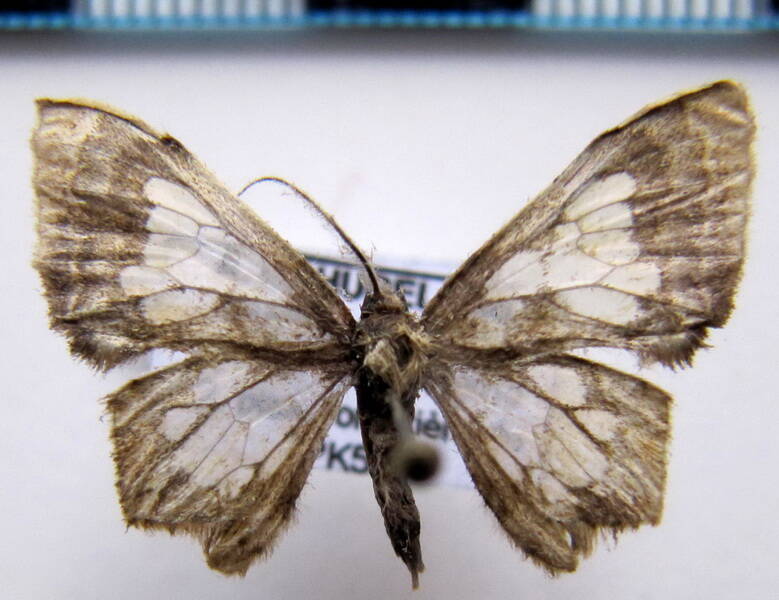 pseudasellodes_bivittraria_gf-standard.jpg