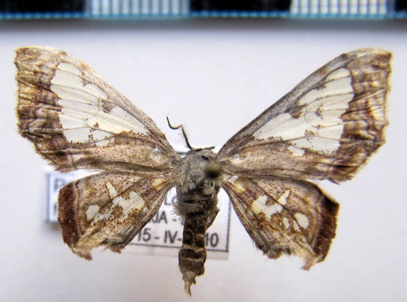 pseudasellodes_fenestraria_bol-standard.jpg