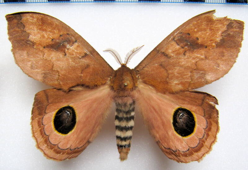 pseudautomeris_lata_eq_m-standard.jpg