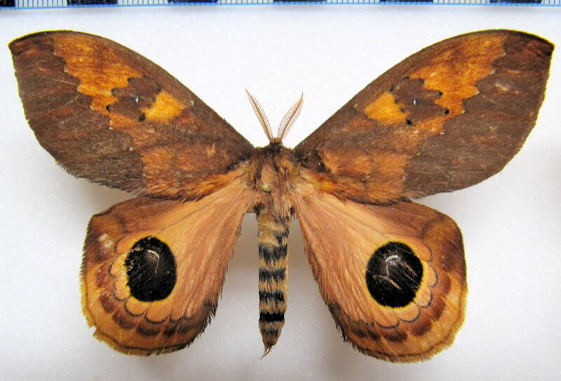 pseudautomeris_lata_gf_m01-standard.jpg