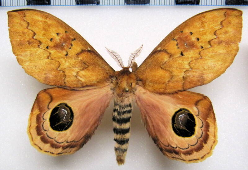 pseudautomeris_lata_gf_m04-standard.jpg