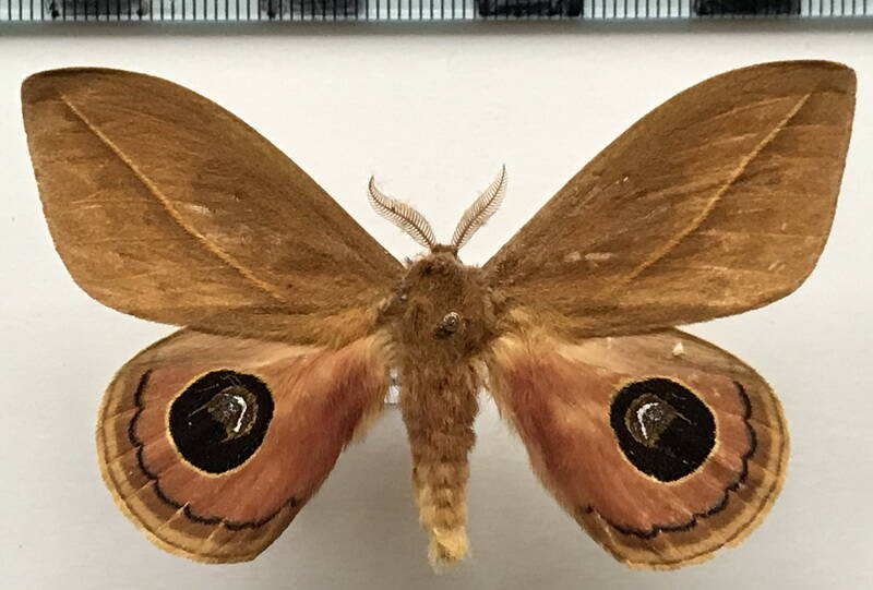 pseudautomeris_sp238_m_bresil-standard.jpg