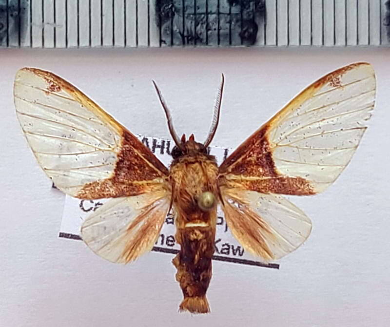 pseudepimolis_affinis_m_gf-standard.jpg