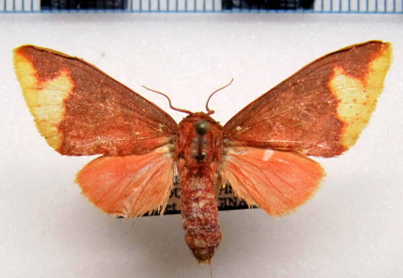 pseudepimolis_incarnata_f_gf-standard.jpg
