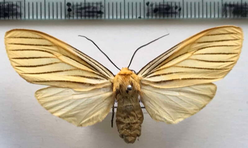 pseudischnocampa_nervosa_m01_bol-standard.jpg