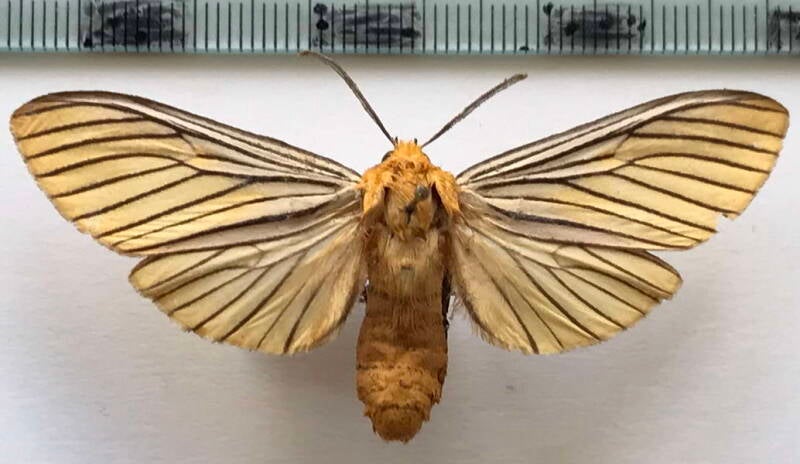 pseudischnocampa_nervosa_m02_bol-standard.jpg