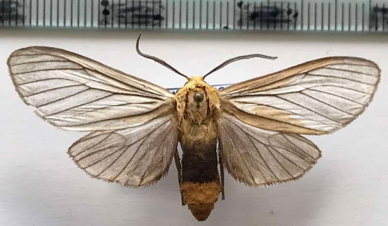 pseudischnocampa_nigridorsata_m_col-standard.jpg