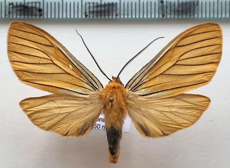 pseudischnocampa_striata_m_perou-standard.jpg