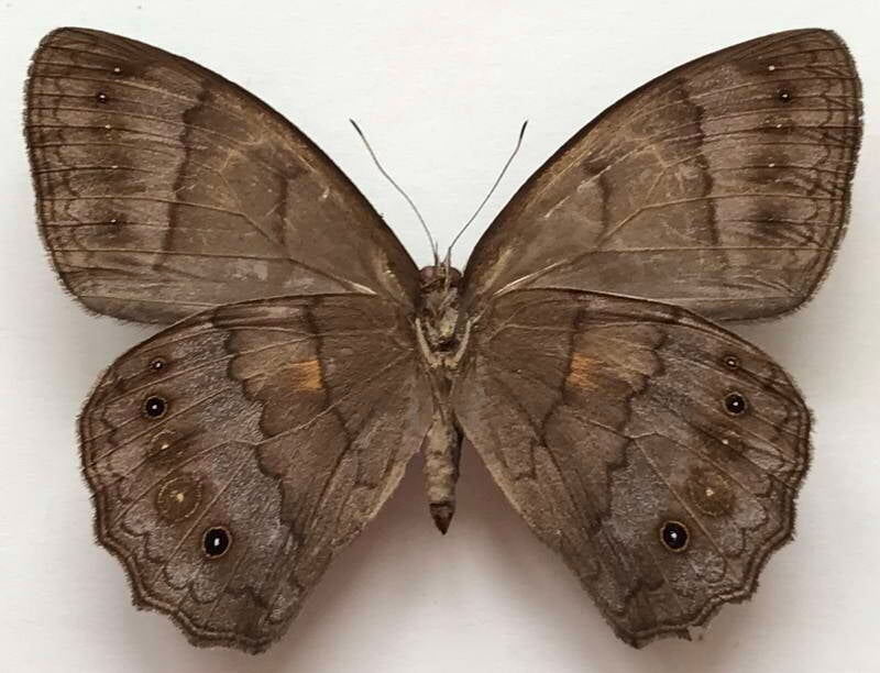 pseudodebis_valentina_m_eq_v-standard.jpg